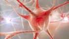 Neuroni e sinapsi artificiali, il futuro dell’elettronica?