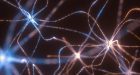 Attività microcircuitale in diretta: una svolta per le Neuroscienze