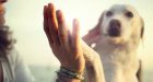 L’interazione con gli animali potrebbe ridurre lo stress universitario?