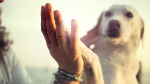 Animali e stress: il contatto con cani e gatti ridurrebbe l'ansia degli studenti