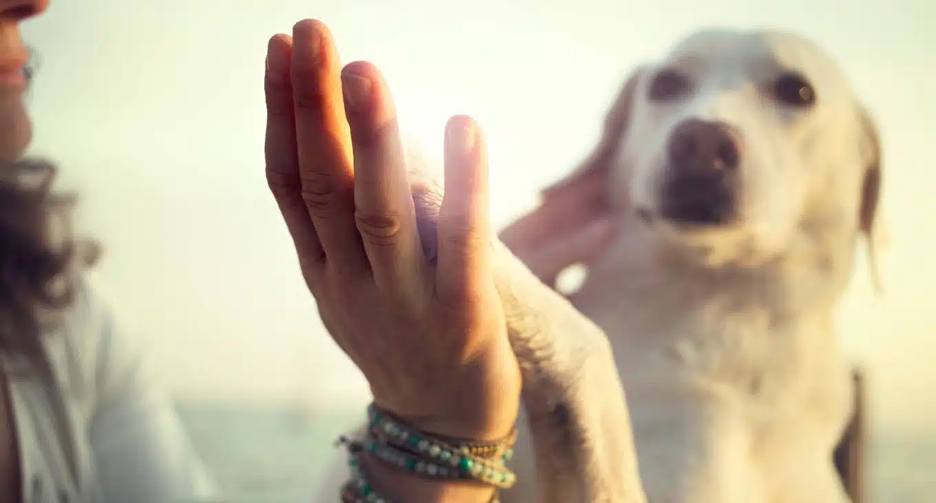 Animali e stress: il contatto con cani e gatti ridurrebbe l'ansia degli studenti