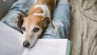 Come gli animali domestici aiutano ad affrontare la perdita di una persona cara