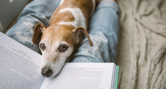 Come gli animali domestici aiutano ad affrontare la perdita di una persona cara