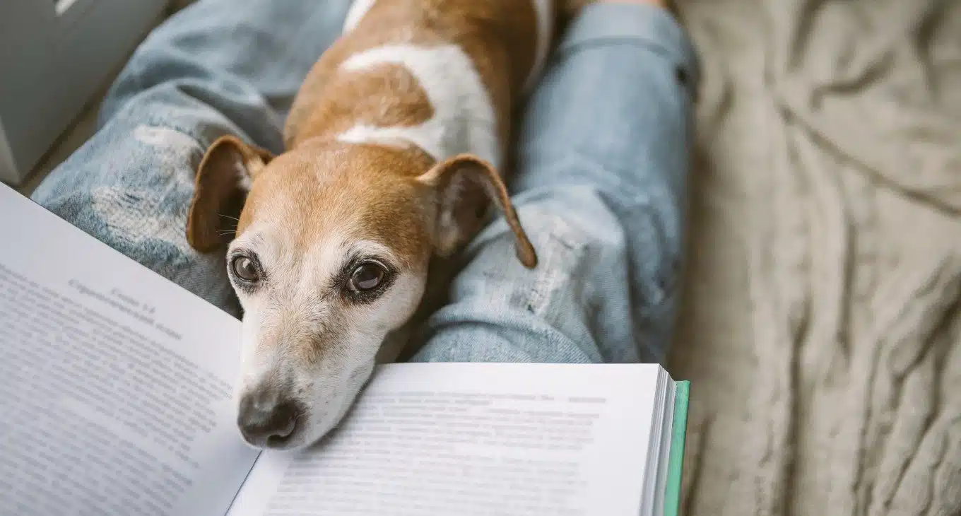 Lutto del coniuge: i benefici della compagnia di un animale domestico