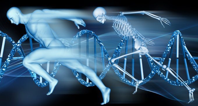 Un altro organo per regolare le reazioni di stress: le ossa!
