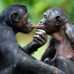 Sesso e comportamenti cooperativi nel mondo animale Psicologia