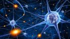 Alla scoperta del neurone: dalla “reazione nera” di Golgi alla sinapsi di Sherrington