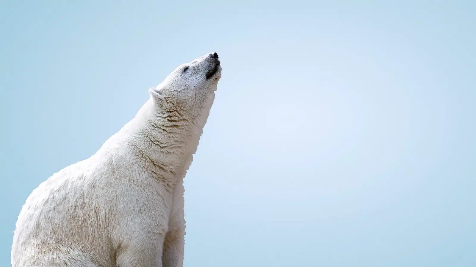 Effetto orso bianco: gli studi di Wegner sulla soppressione dei pensieri