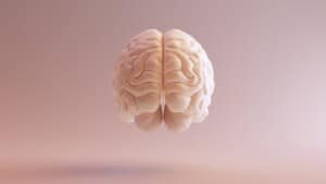 Plasticità cerebrale: l'impatto degli psicofarmaci sul comportamento