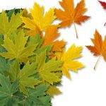 Malattia di Alzheimer: l'anosognosia e il suo impatto sulla malattia