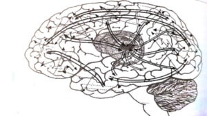 Neuroscienze il darwinismo neuronale tra ricerca e pratica psicologica Fig 2