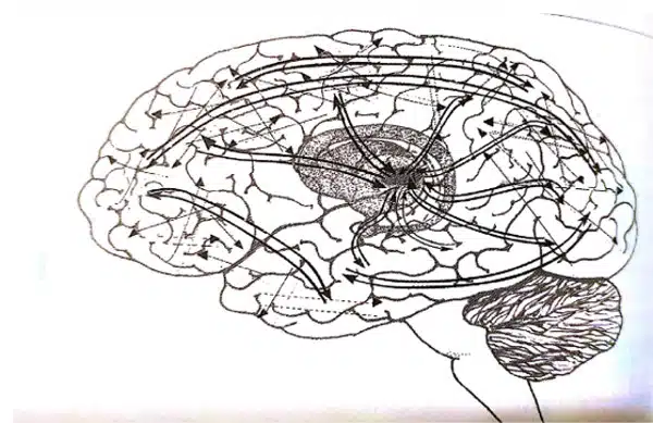 Neuroscienze il darwinismo neuronale tra ricerca e pratica psicologica Fig 2