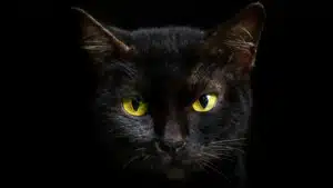 Bias del gatto nero: le variabili psicosociali alla base del pregiudizio