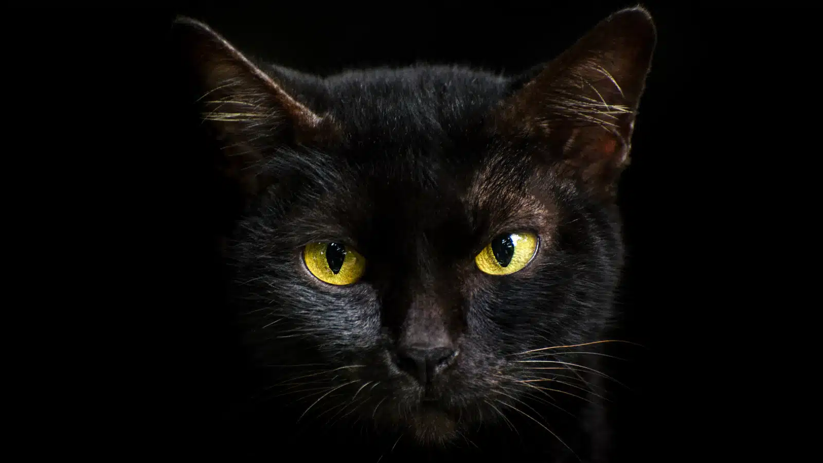Bias del gatto nero: le variabili psicosociali alla base del pregiudizio