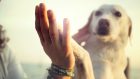 Pet Therapy: benessere e salute a portata di zampa – Dalle tipologie di intervento agli animali coinvolti