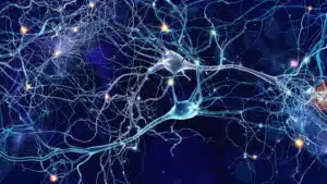 Connettoma: struttura e funzionamento della mente umana - Neuroscienze
