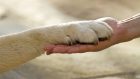 Attività Assistita con gli Animali ai tempi del Covid-19: è possibile in telematica?