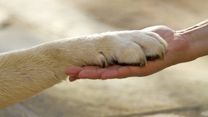 Attività Assistita con gli Animali ai tempi del Covid-19: è possibile in telematica?