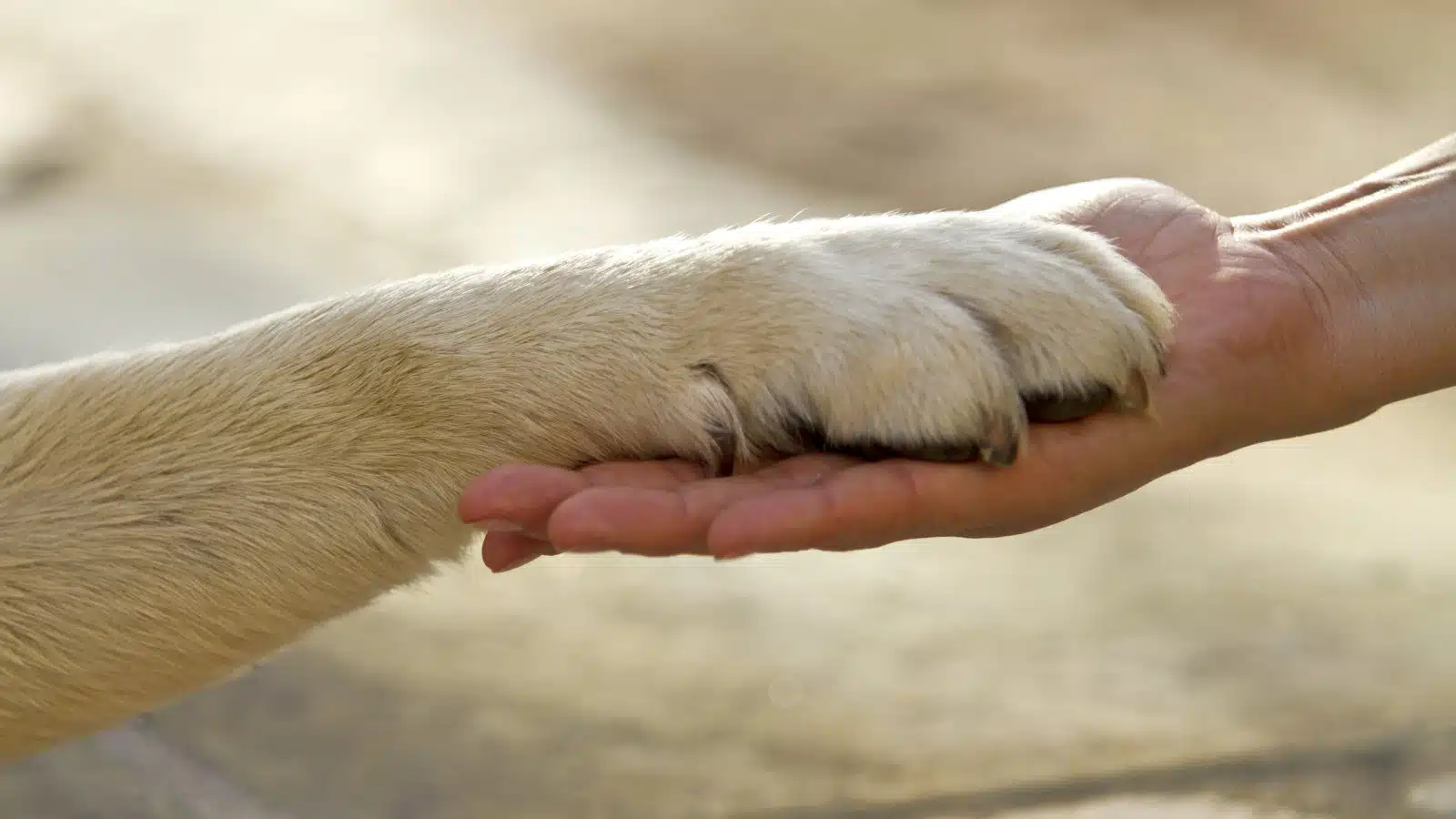 Attività Assistita con gli Animali: possibili utilizzi online nel periodo Covid-19