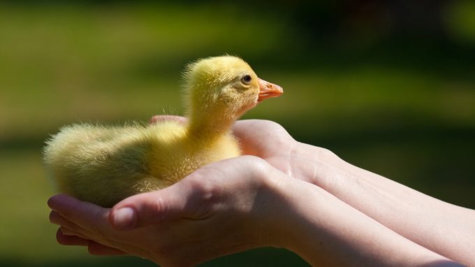 Imprinting tra etologia e neuroscienze