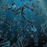 Olobionte: il microbiota nell'uomo e l'effetto imbuto dei telomeri