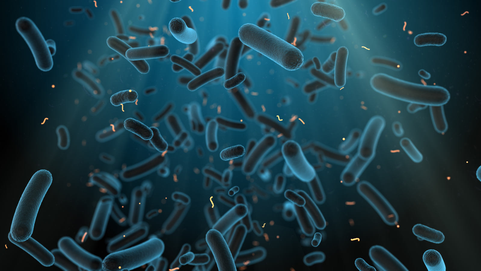 Olobionte: il microbiota nell'uomo e l'effetto imbuto dei telomeri
