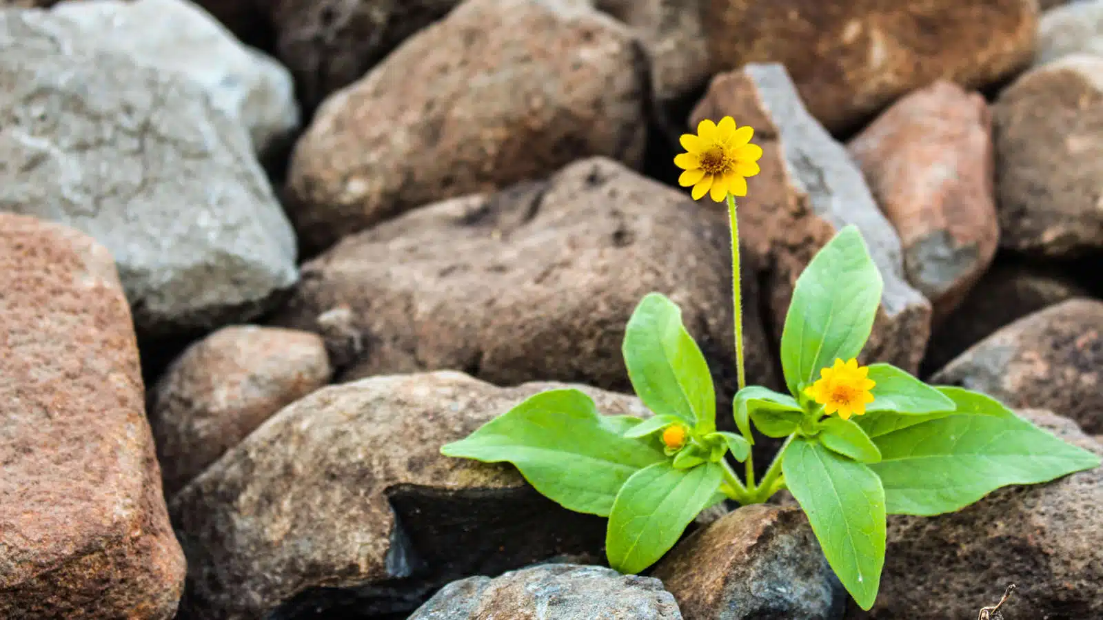 Resilienza: la capacità affrontare le difficoltà ed uscirne più forti- Psicologia