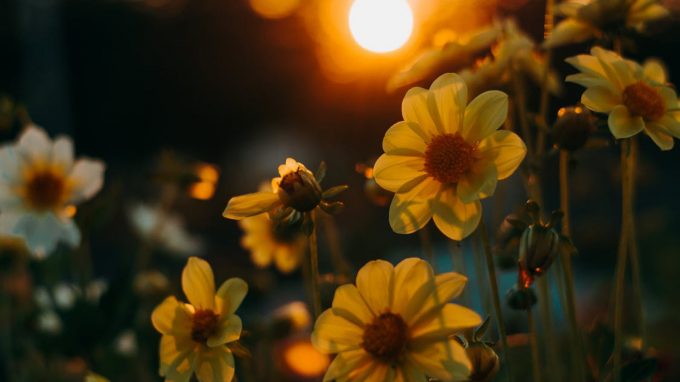 Le facce di Narciso