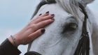 Uno studio sui cavalli: riconoscimento emotivo attraverso immagini e vocalizzazioni