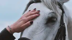 Emozioni e animali il riconoscimento emotivo nei cavalli