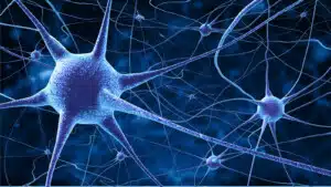 Malattia di Parkinson l'organizzazione a network delle aree cerebrali