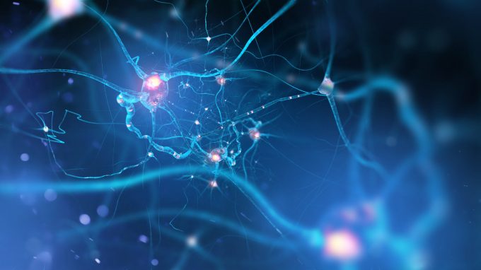 Il cervello plastico – L’ABC della plasticità cerebrale