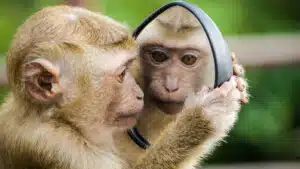 Enterocezione e battito cardiaco nelle scimmie somiglianze con gli umani