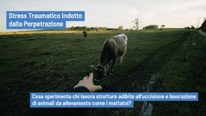 Stress Traumatico Indotto dalla Perpetrazione nei lavoratori dei mattatoi