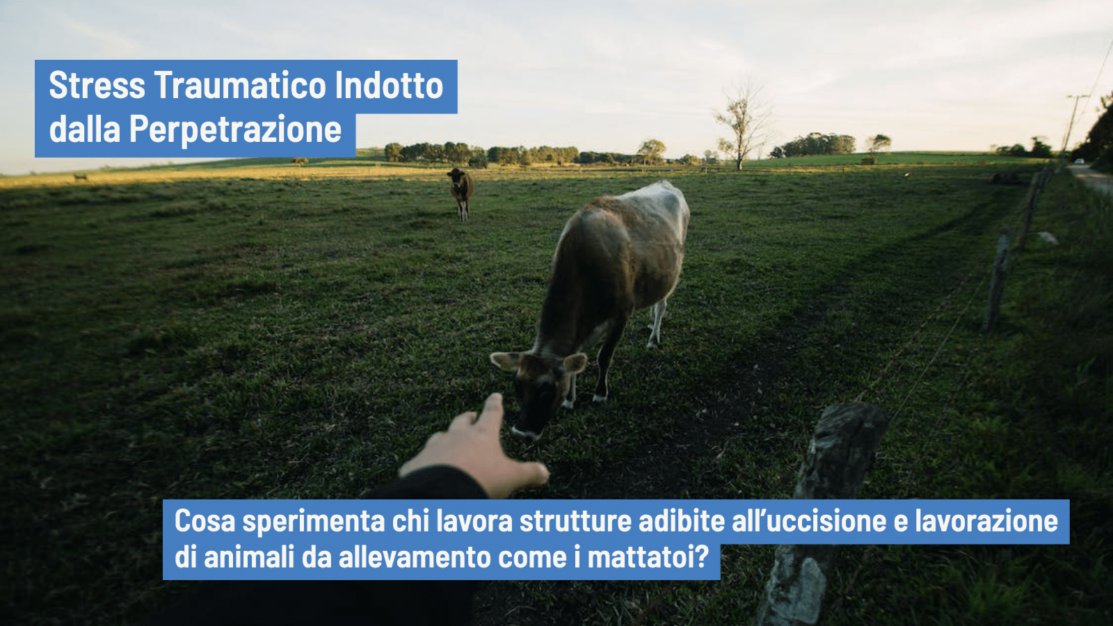 Stress Traumatico Indotto dalla Perpetrazione nei lavoratori dei mattatoi